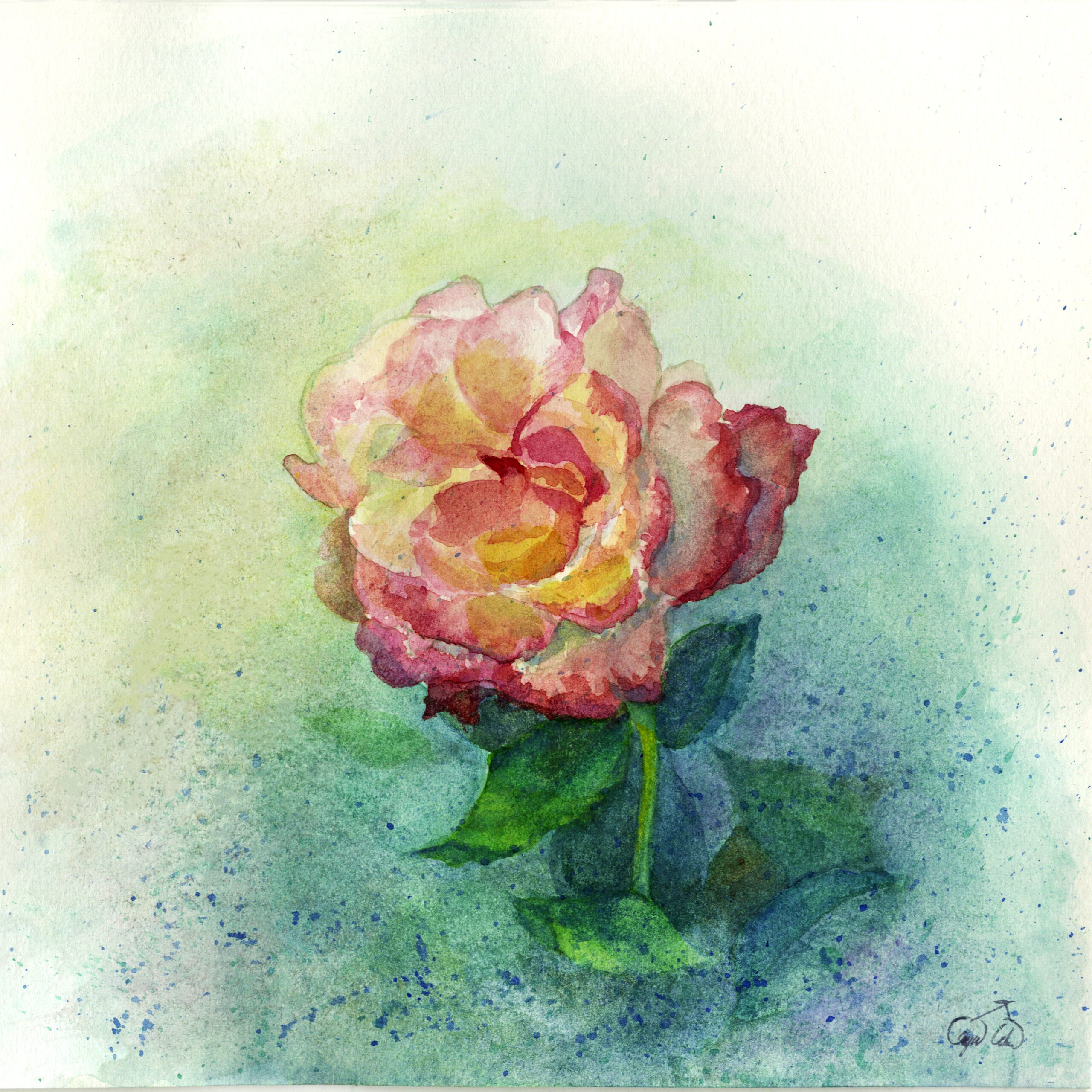 China Rose | Watercolor